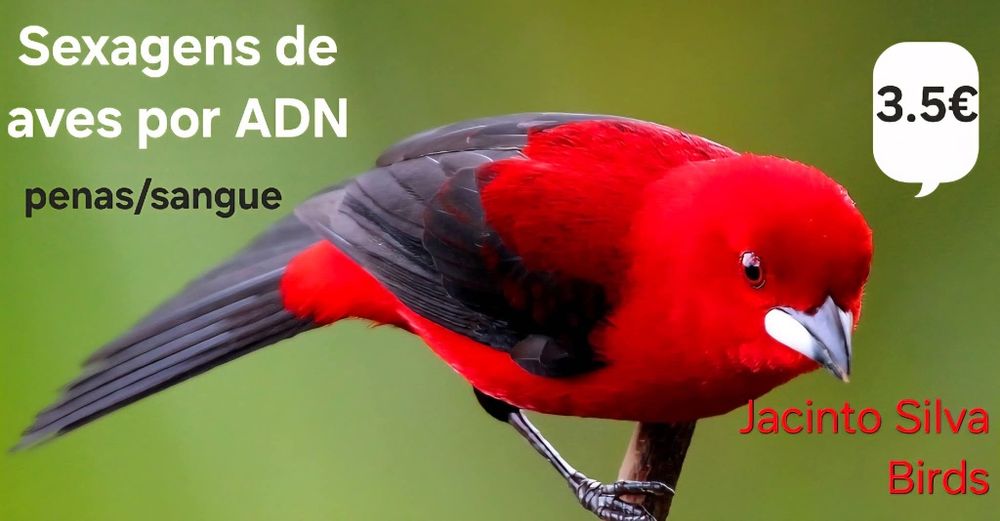Sexagens de aves