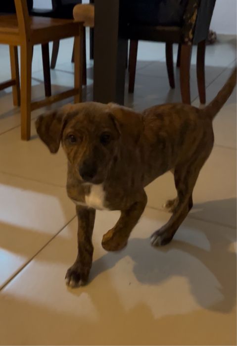 Cão Junior para Adoção