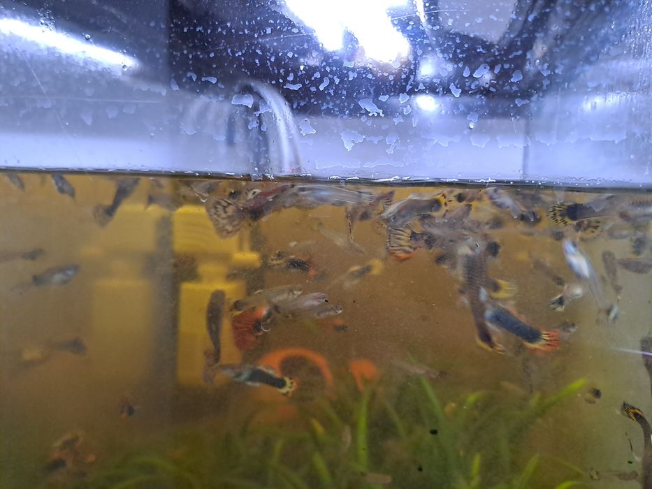 Sprzedam rybki akwariowe