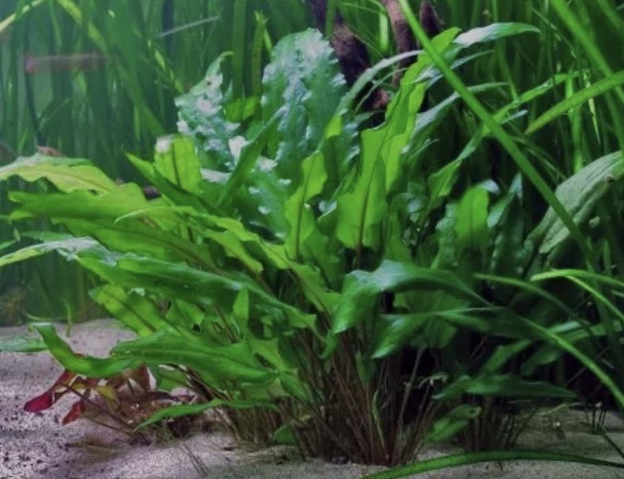 Cryptocoryna kryptokoryna zwartka wendi rosliny akwariowe