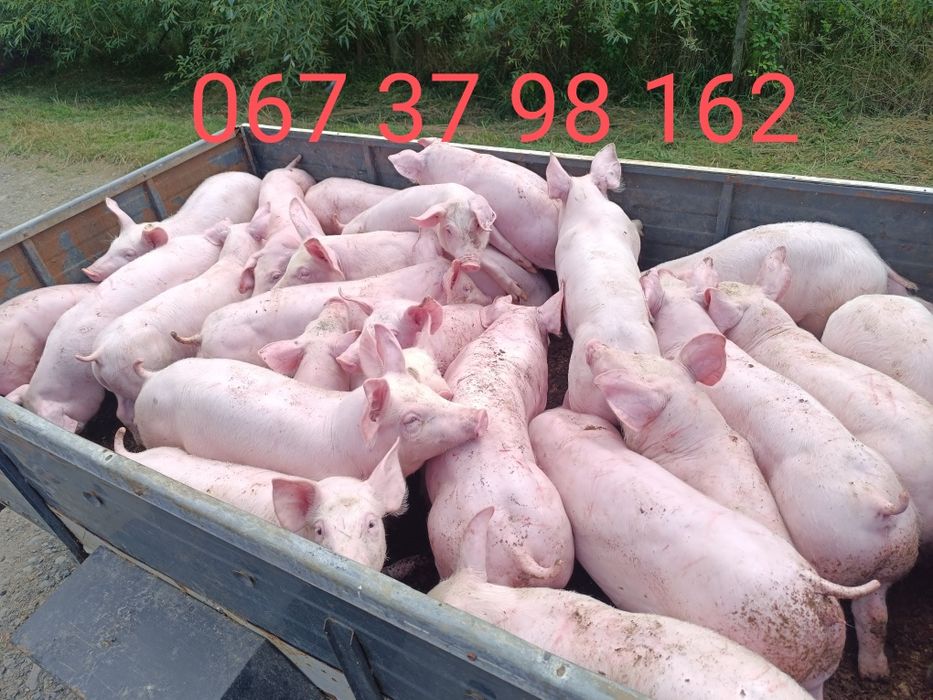 Продам поросята)))