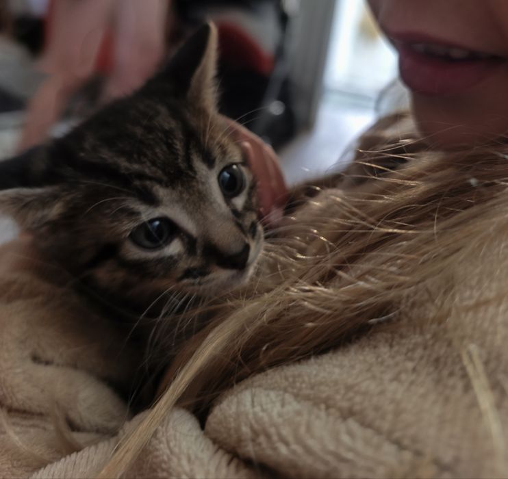 gatinhos bebés quase com 2 meses