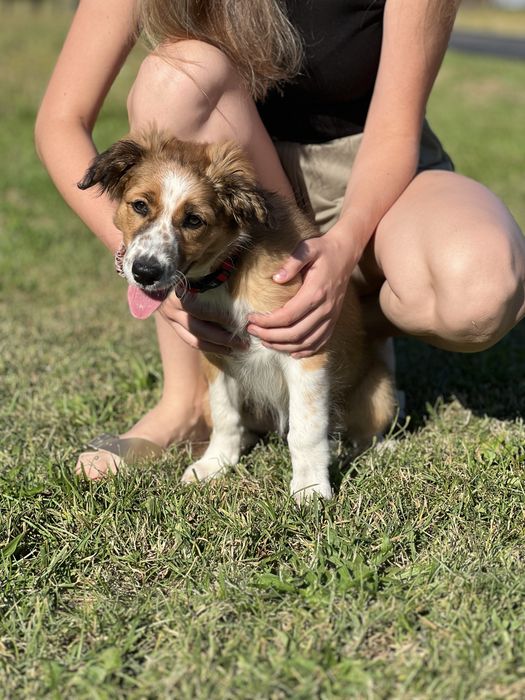 Border Collie - Suczka  Sobolowa (gotowa do odbioru)