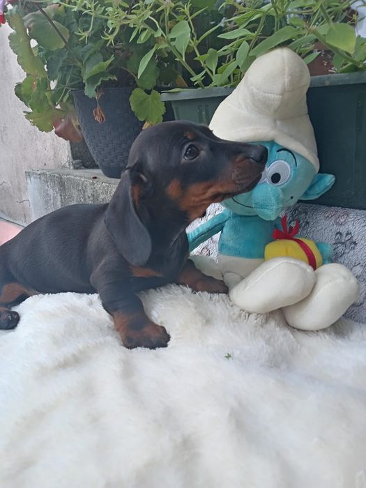 Piękna mini jamniczka