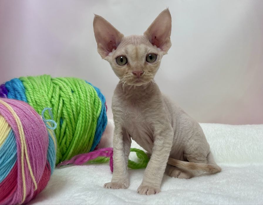 Uroczy kocurek devon rex, rudy,FPL, FIFE