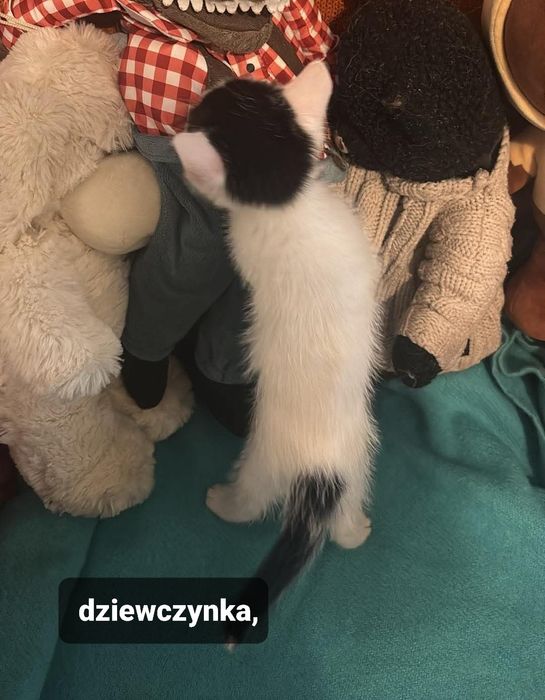 Koteczka do adopcji