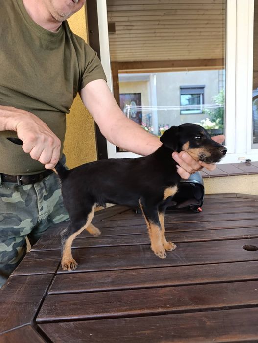 Jagdt terrier, pies myśliwski