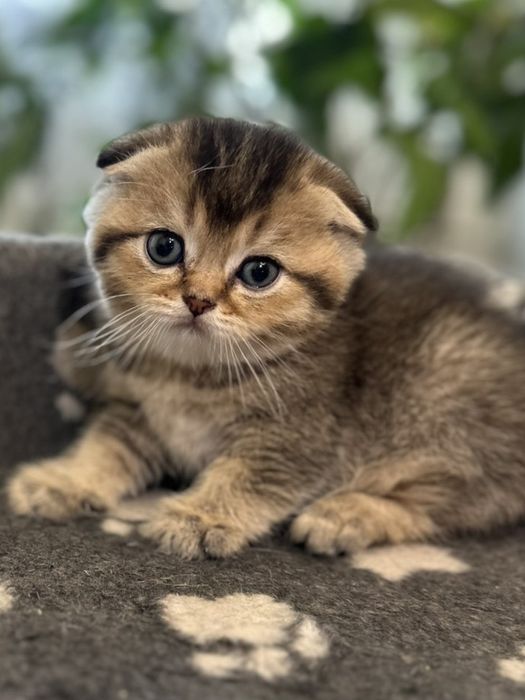 Британский кот вязка .В окрасе золотая шиншилла