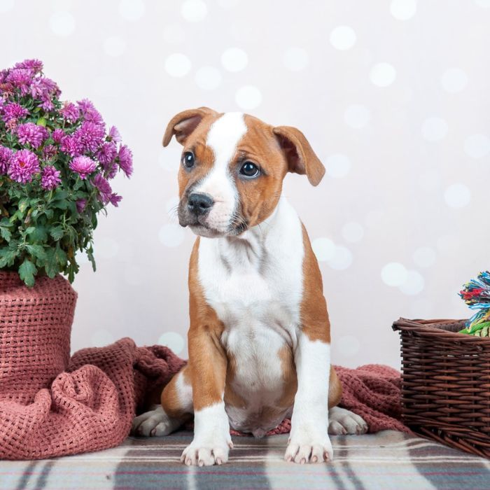 Стаффордширський Бультер'єр (Стаффі)