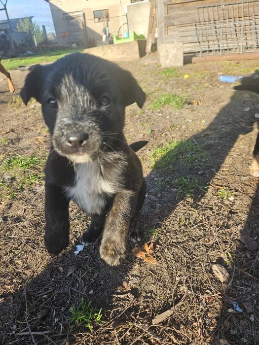 Oddam pieski za darmo