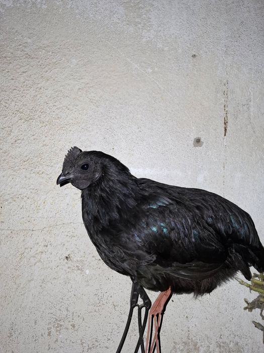 Ovos ayam cemani