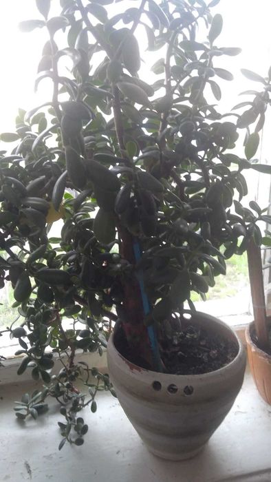 Денежное дерево (красула)