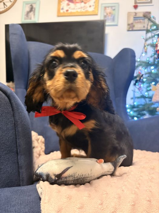 Cavalier King Charles Spaniel suczka.
