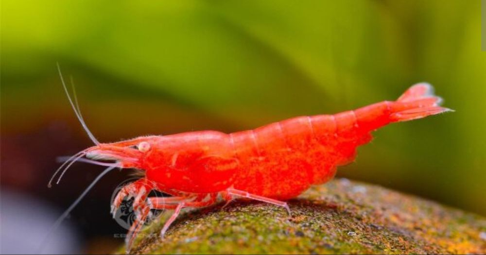 Red Fire OE Neocaridina