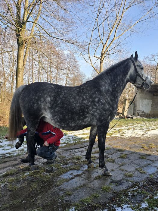 Klacz-Czysta Krew Arabska