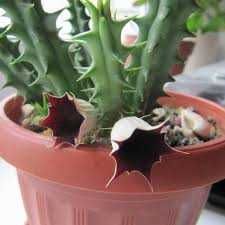 Гуернія кенійська  Huernia keniensis