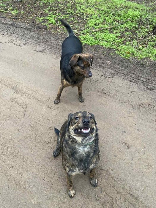 Собаки стерилизованы привиты добрые