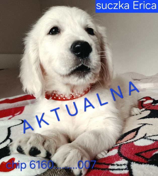 Już do  odbioru  urocza  suczka  Golden Retriever  RODZICE BEZDYSPLAZJI w hodowli