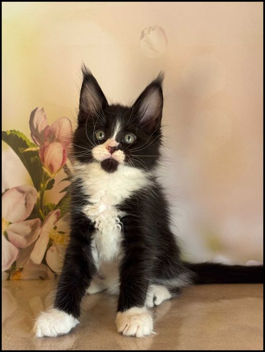 Kocurek Maine Coon Amigo