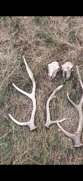 Рога оленя и черепа оленя