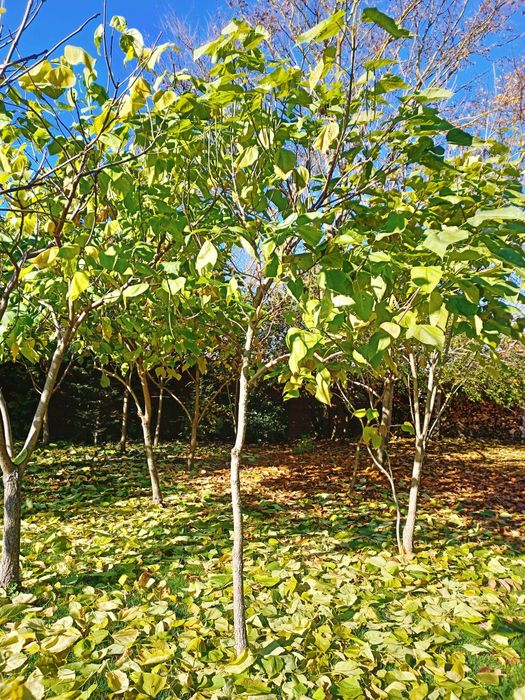 Surmia katalpa wielokwiatowa