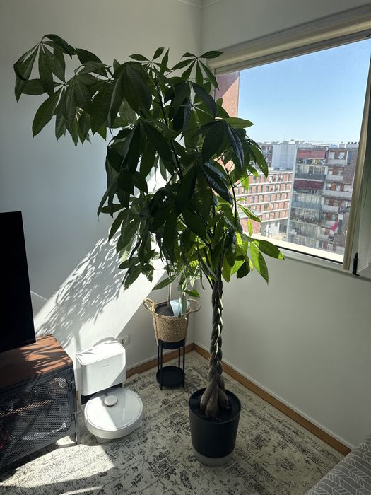 Plantas interiores