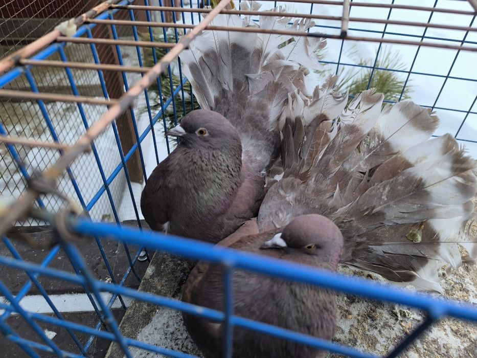 Pawiki na lencie czerwone