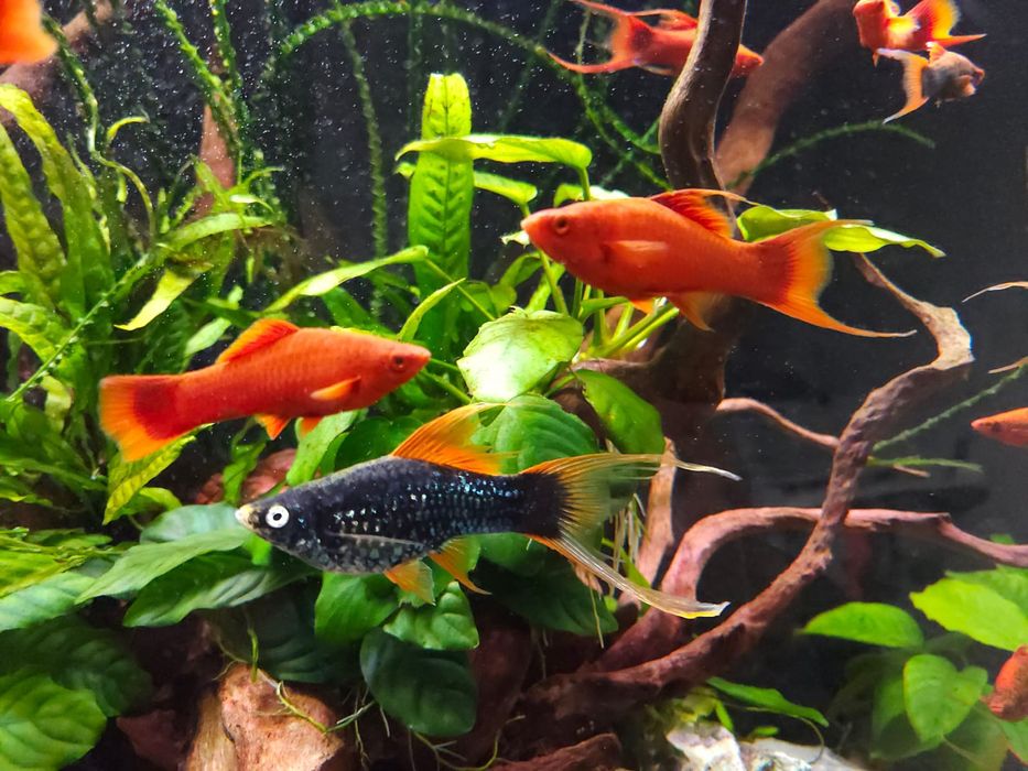 Mieczyk odmiana lira Hamburg, Tuxedo l