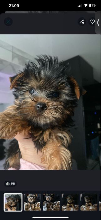 Мінік йорк хлопчик темний окрас