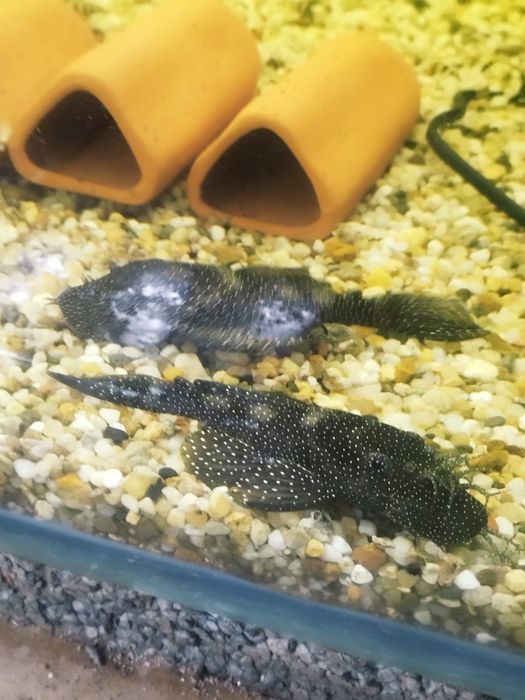 Zbrojnik ancistrus l 181 glonojad