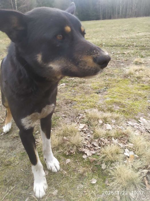 Potrzebna pomoc dla młodego pieska