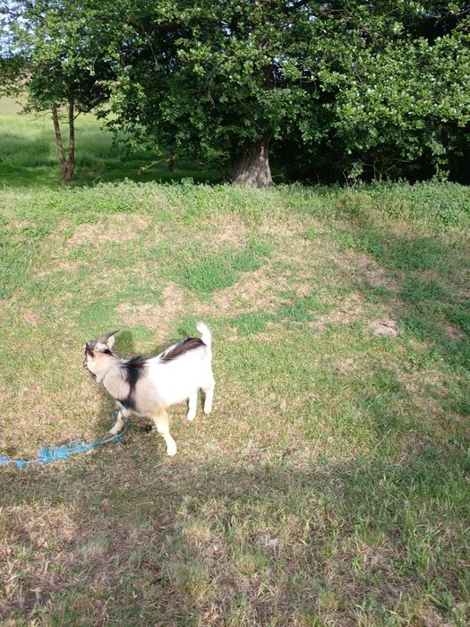 Камерунський красень чекає принцес