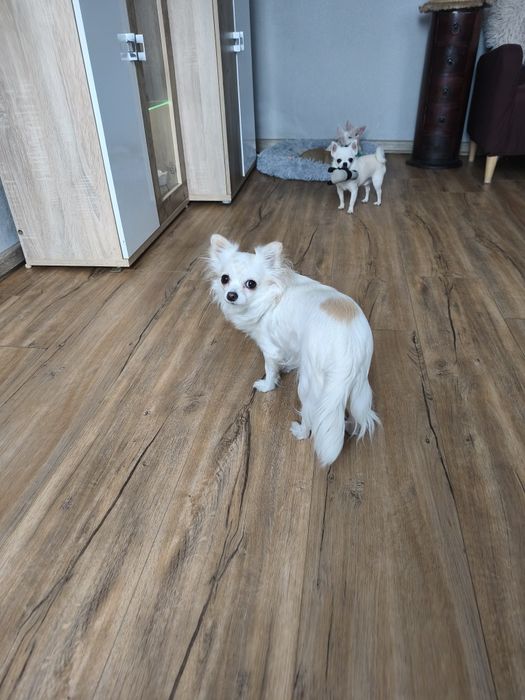 Suczka chihuahua krótkowłosa