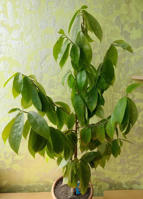 Саусеп (Сметанне яблуко / Annona muricata), екзотичне дерево, 5 років