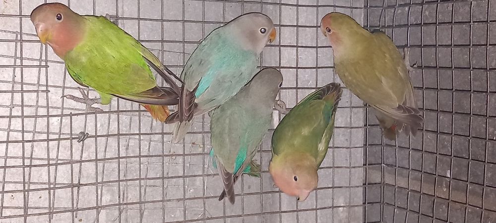 Agapornis roseicollis machos