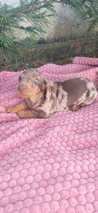 Teckel miniatura  macho alerquim