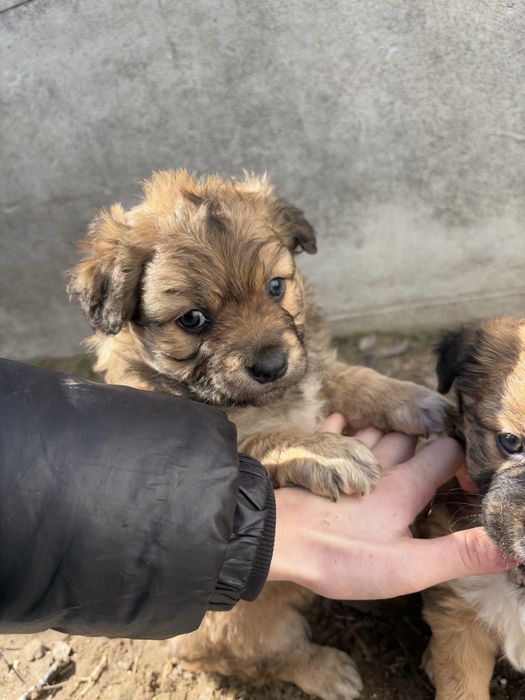 Szczeniaki szukaja domu
