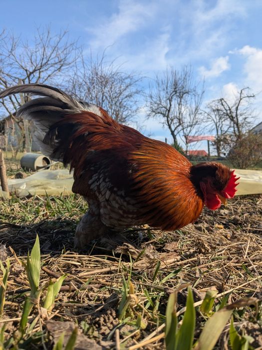 півень молодий півник