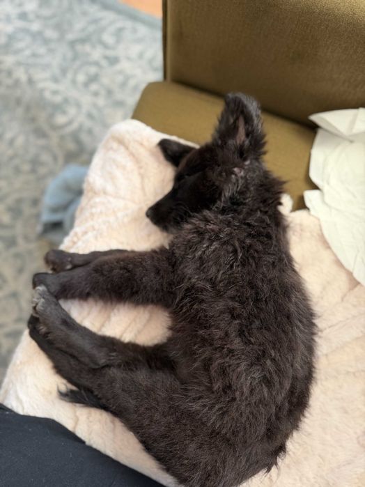Znaleziona na śmietniku Szczeniak do ADOPCJI