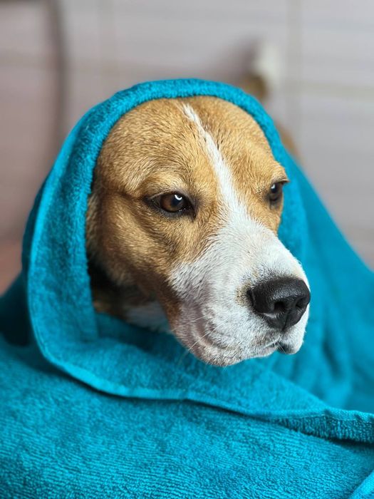 Вязка лучшего бигля на планете