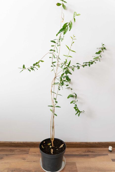 Drzewko owocowe Granatu - GRANATOWIEC WŁAŚCIWY 85cm