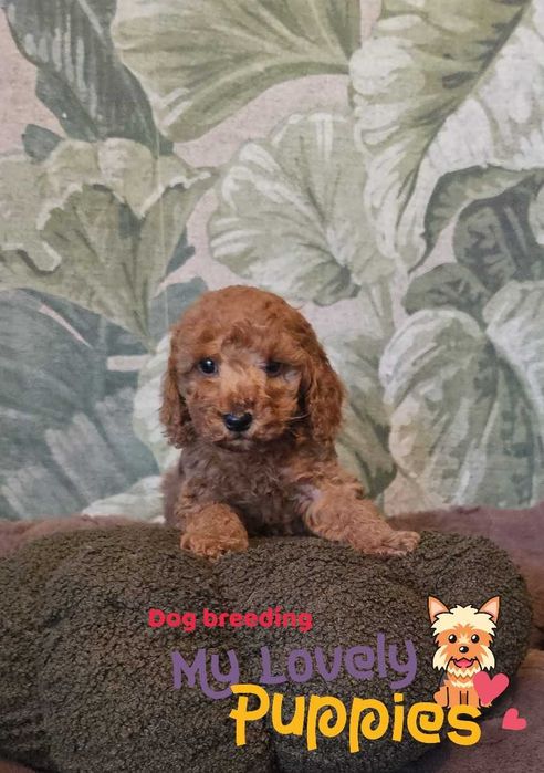 Cavapoo chłopiec F1B