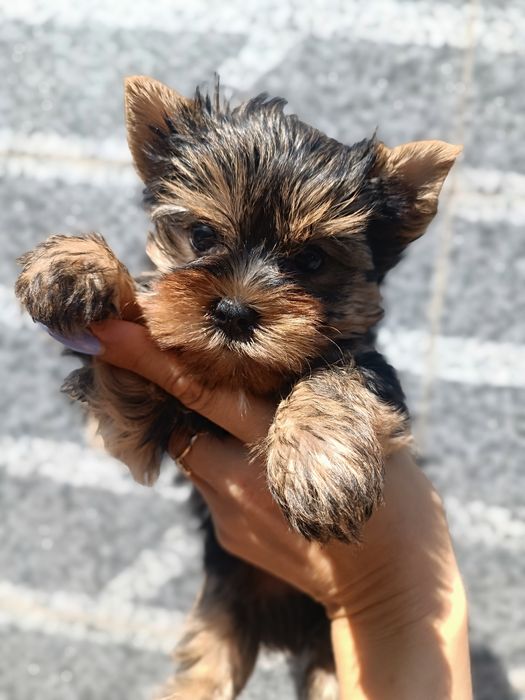 Маленький сторож вашого серця