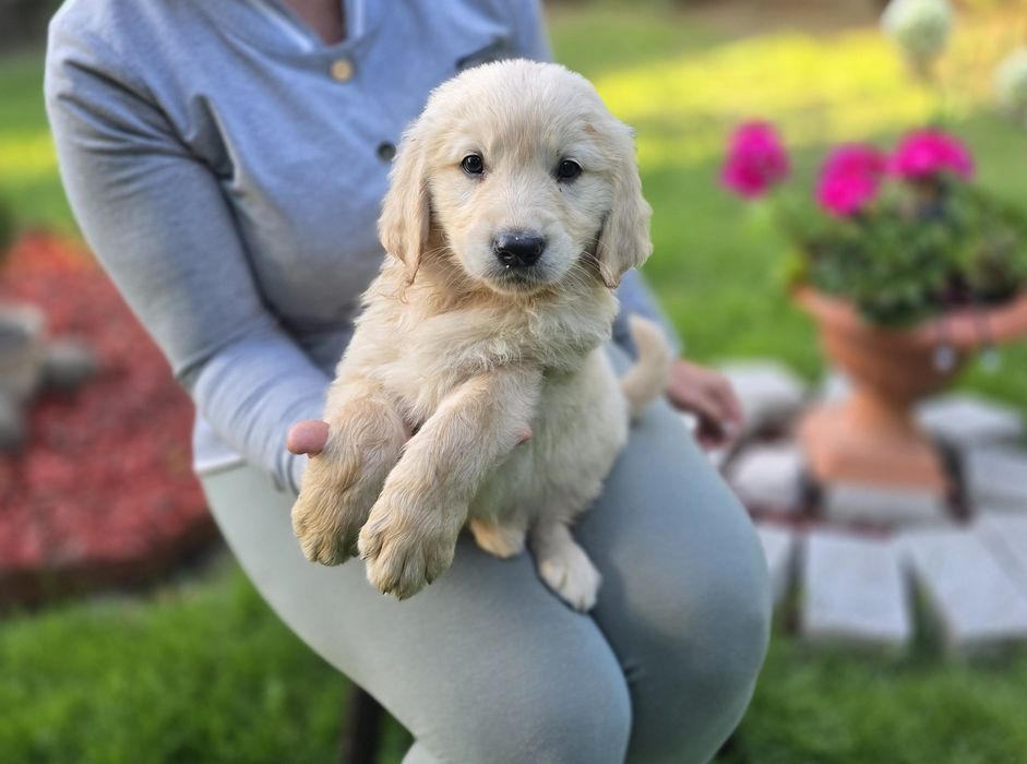 Golden retriever szczeniak