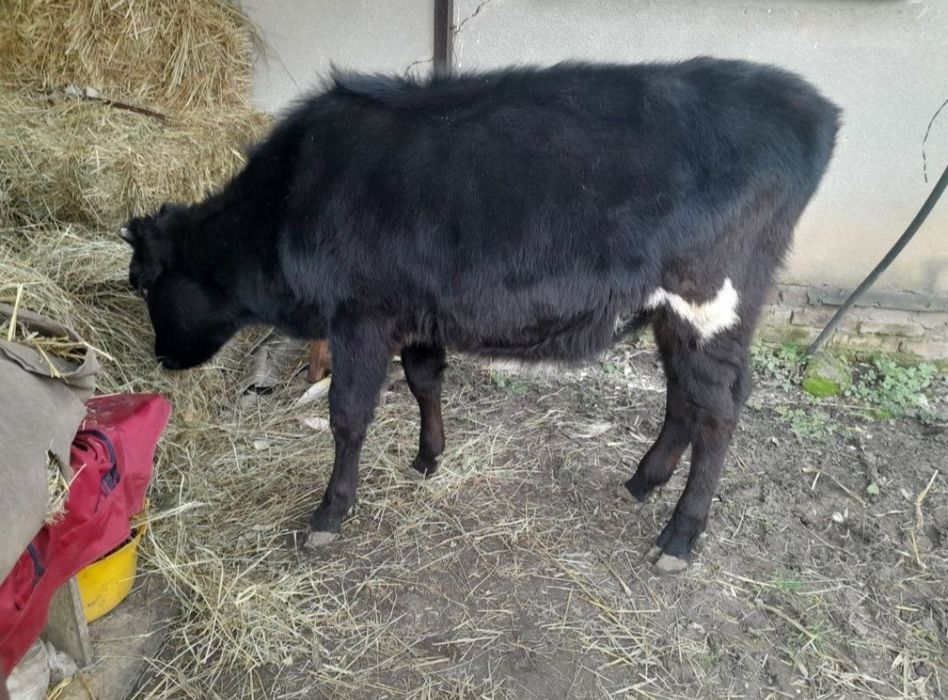 Продам два бычка и телочку