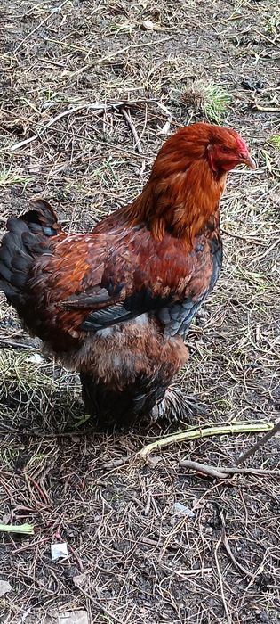 Galos brahamas e Ovos