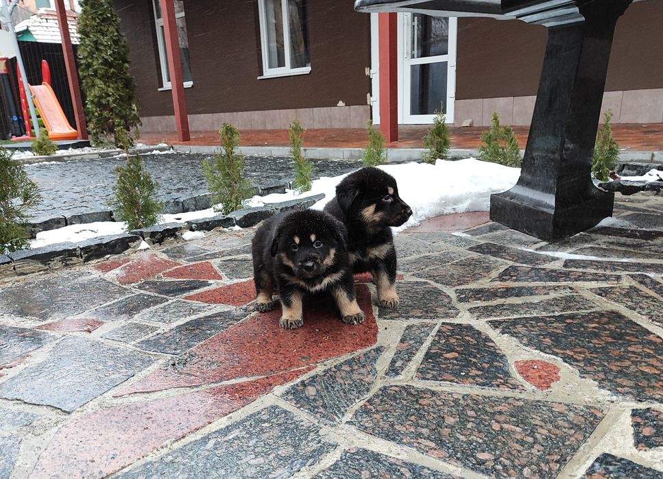 Кавказька вівчарка