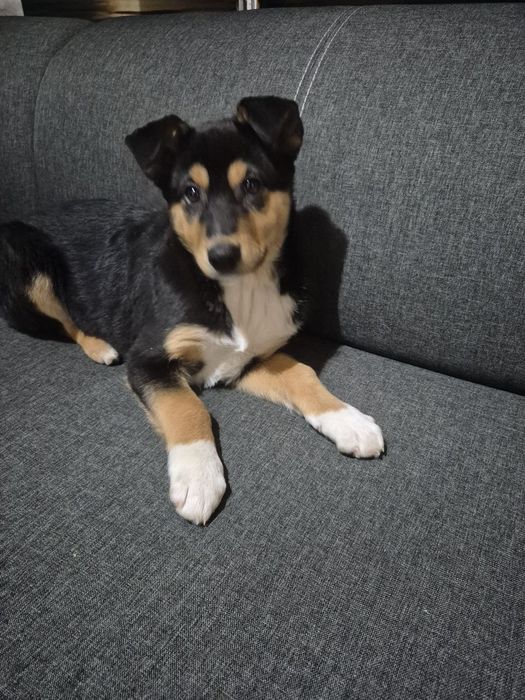 Цуценята в добрі руки