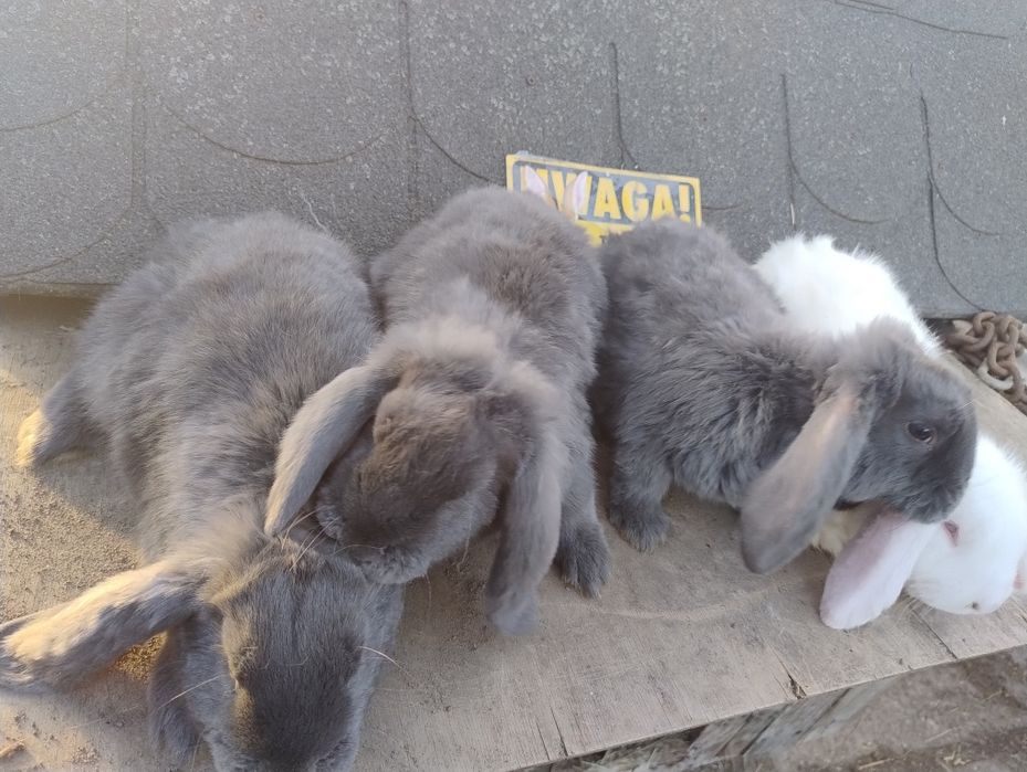 Młode króliki baran francuski