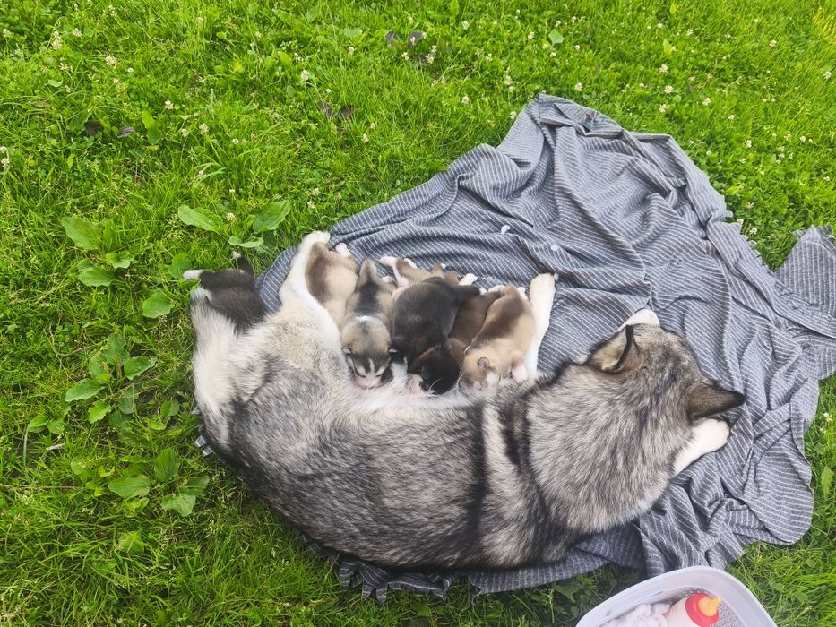 Alaskan Malamute szczeniak.